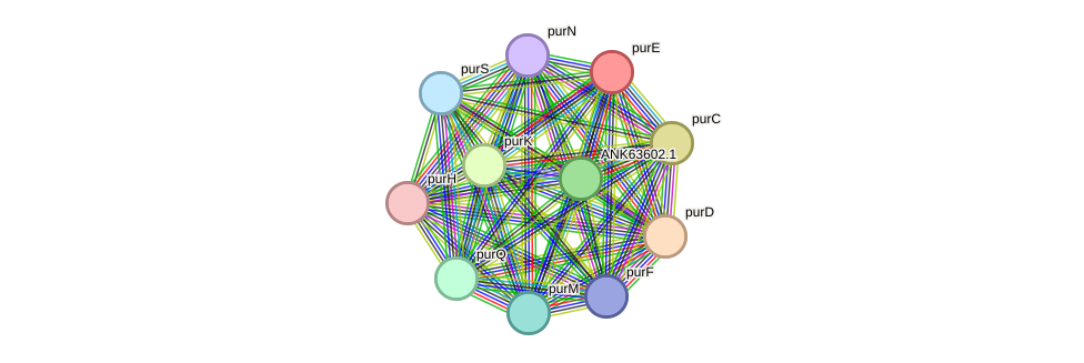 STRING protein interaction network