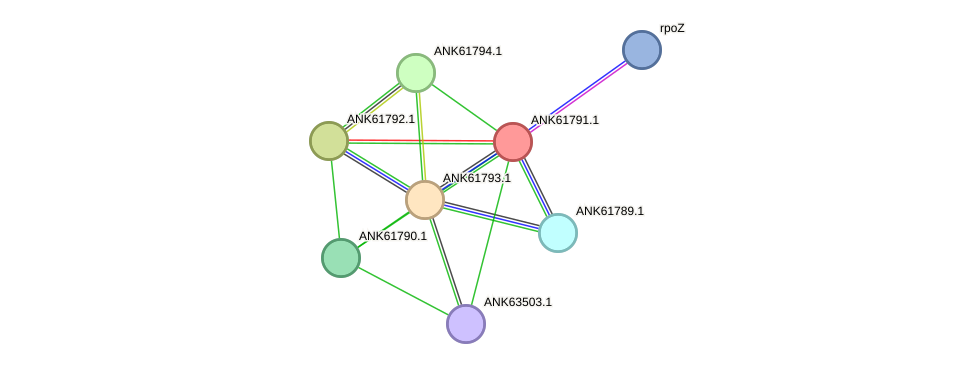 STRING protein interaction network