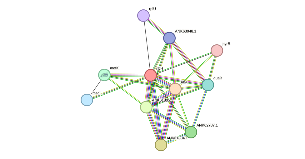 STRING protein interaction network