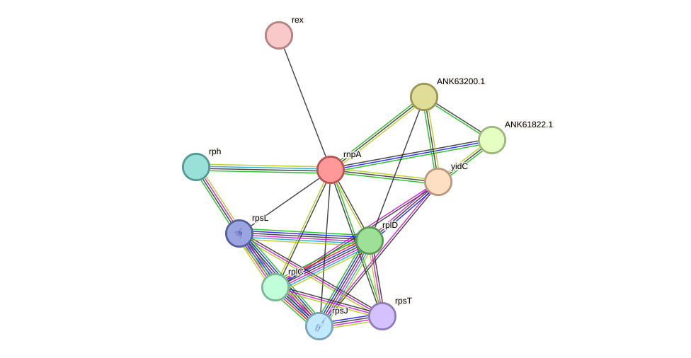 STRING protein interaction network