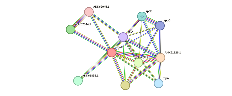 STRING protein interaction network