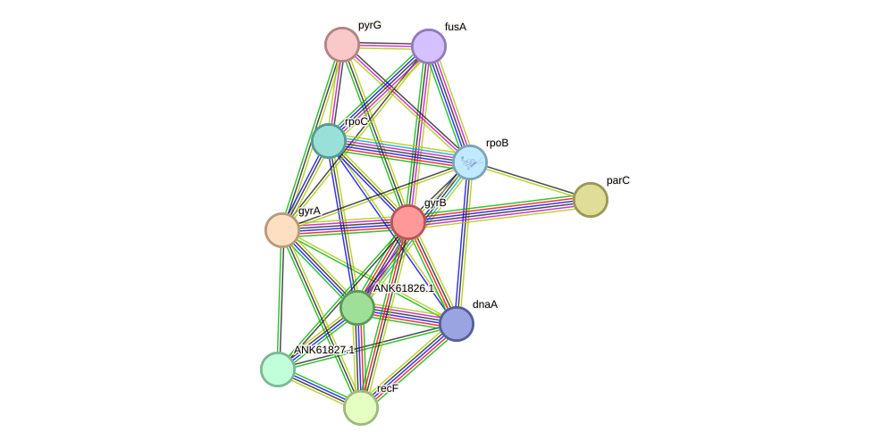 STRING protein interaction network