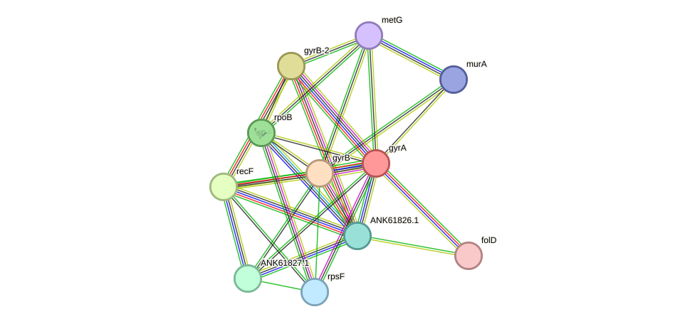 STRING protein interaction network