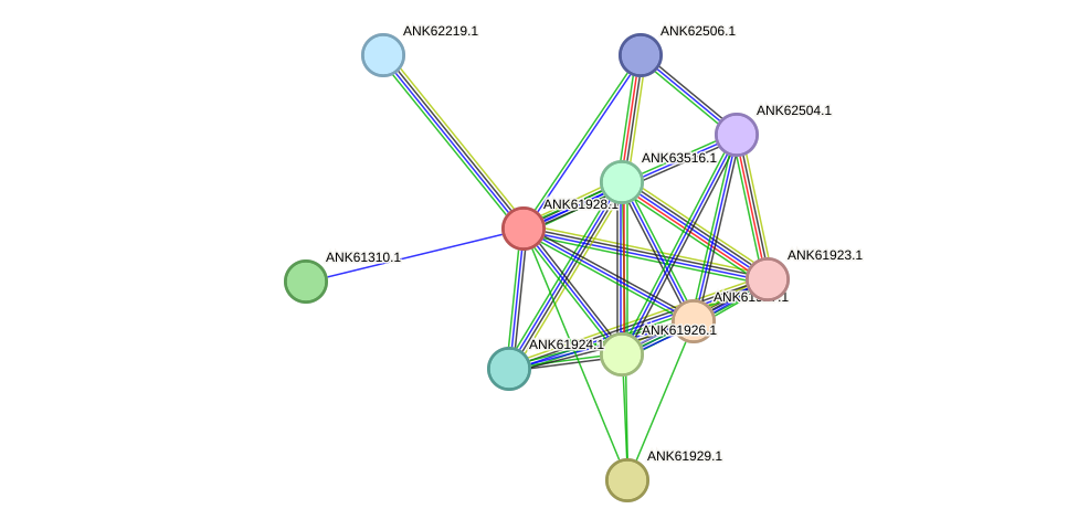 STRING protein interaction network