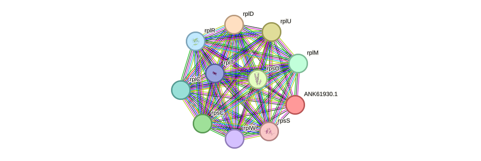 STRING protein interaction network