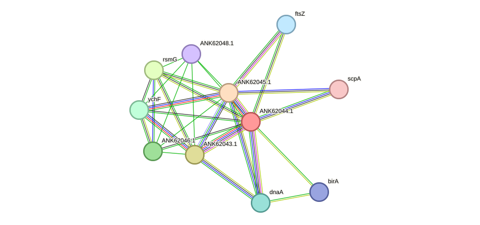 STRING protein interaction network