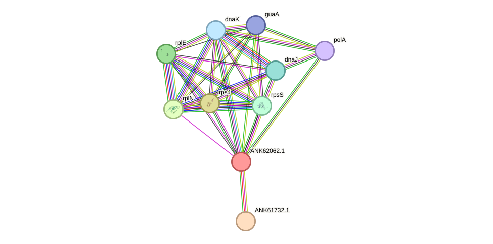 STRING protein interaction network