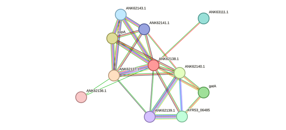 STRING protein interaction network