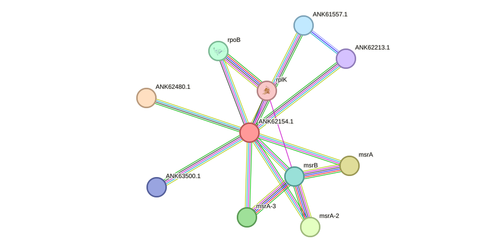 STRING protein interaction network