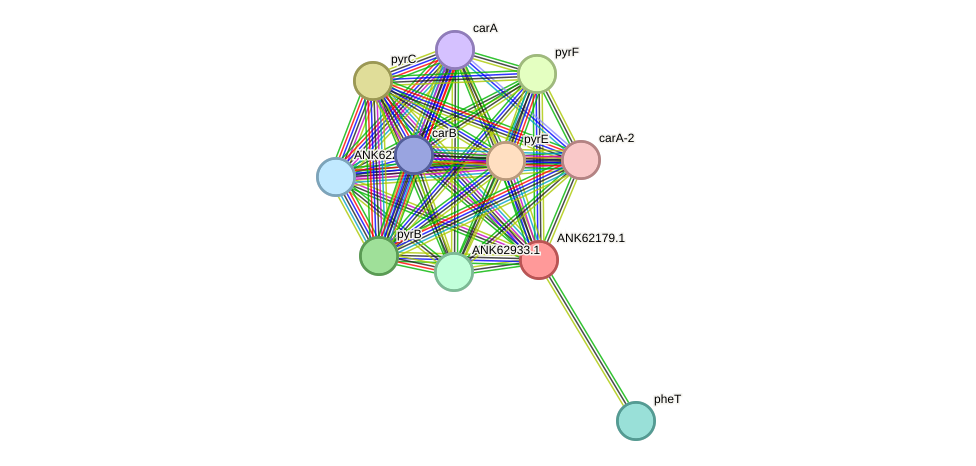STRING protein interaction network