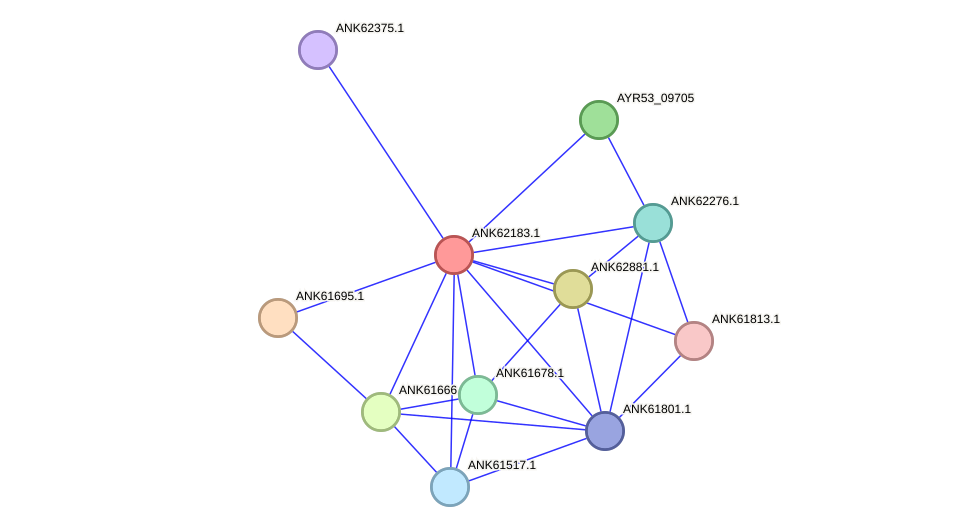 STRING protein interaction network