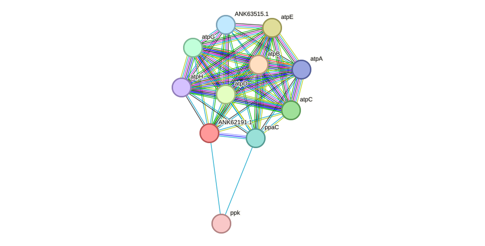 STRING protein interaction network