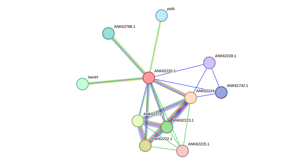 STRING protein interaction network