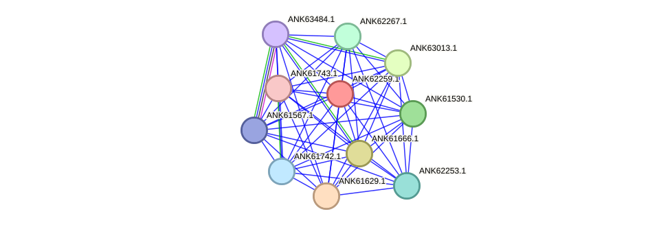 STRING protein interaction network