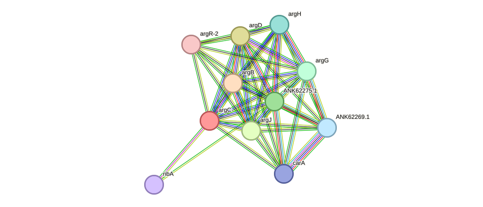 STRING protein interaction network