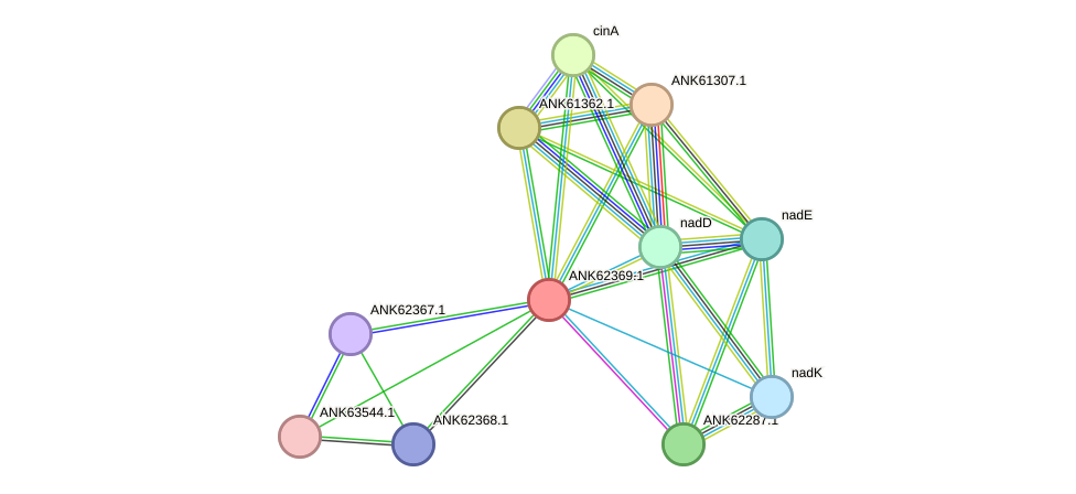 STRING protein interaction network