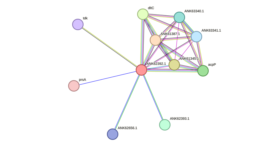 STRING protein interaction network