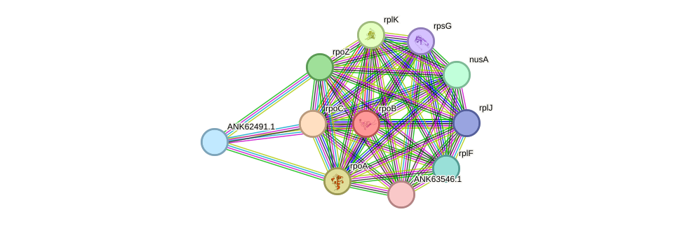 STRING protein interaction network