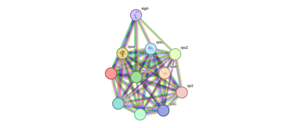 STRING protein interaction network