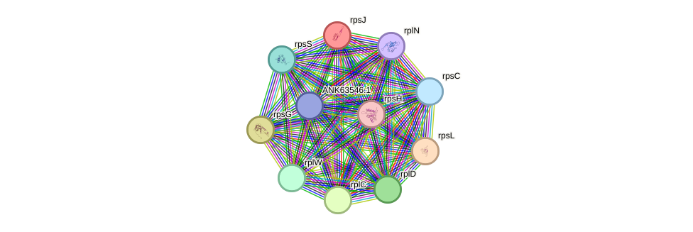 STRING protein interaction network