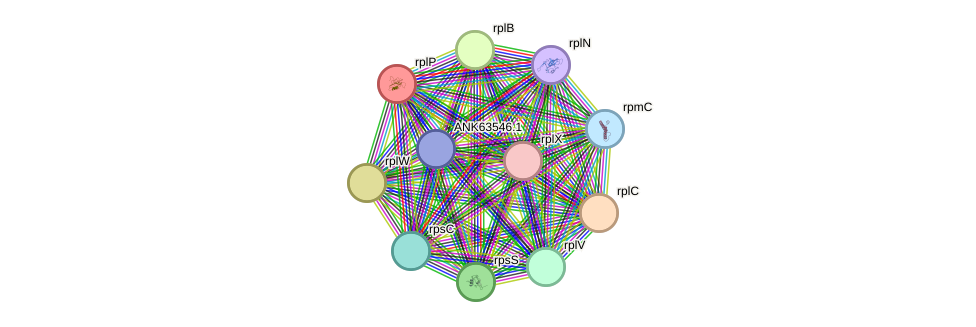 STRING protein interaction network