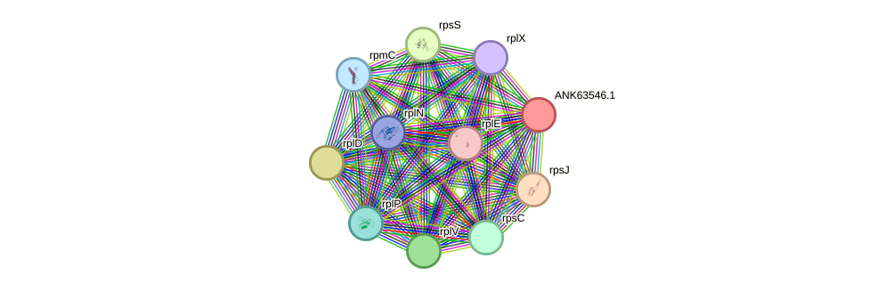 STRING protein interaction network