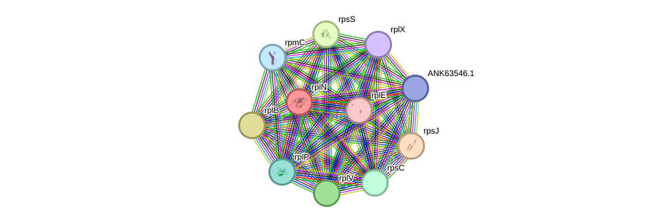 STRING protein interaction network