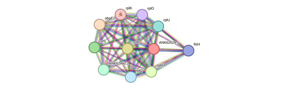 STRING protein interaction network