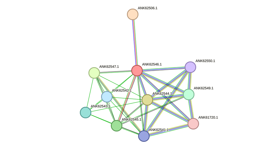 STRING protein interaction network