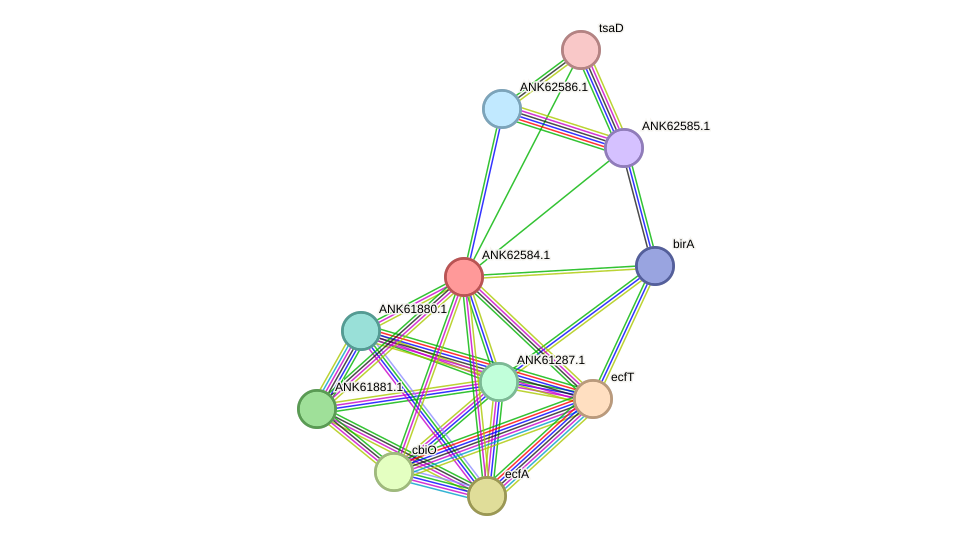 STRING protein interaction network