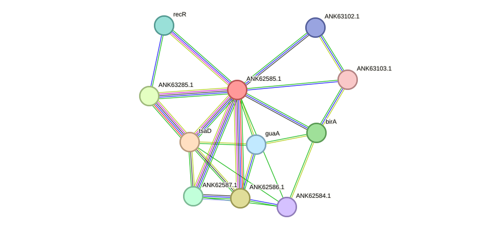 STRING protein interaction network