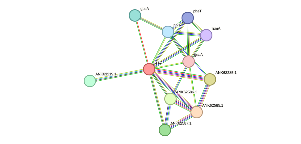STRING protein interaction network