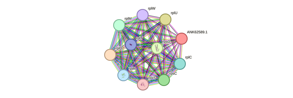 STRING protein interaction network