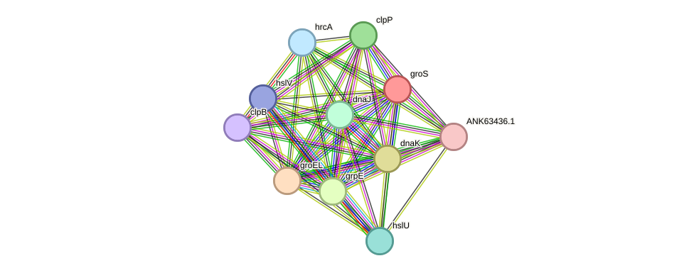 STRING protein interaction network