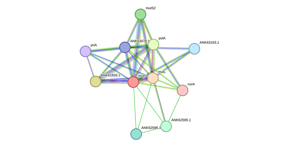 STRING protein interaction network