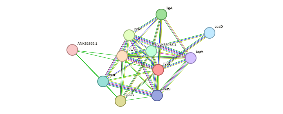 STRING protein interaction network