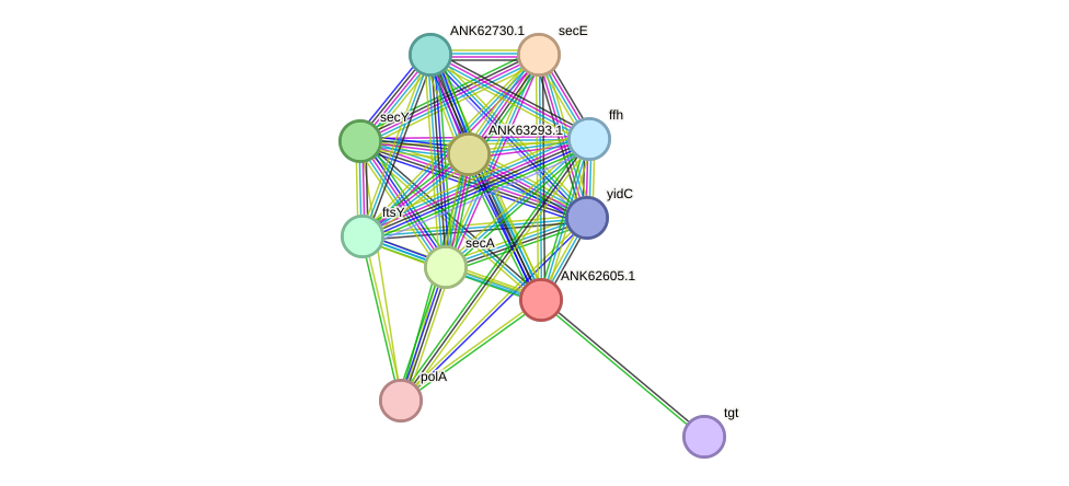 STRING protein interaction network