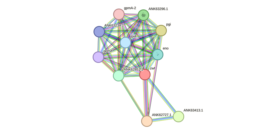 STRING protein interaction network