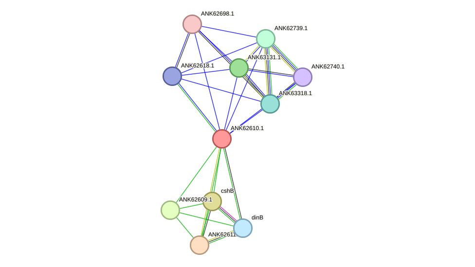 STRING protein interaction network