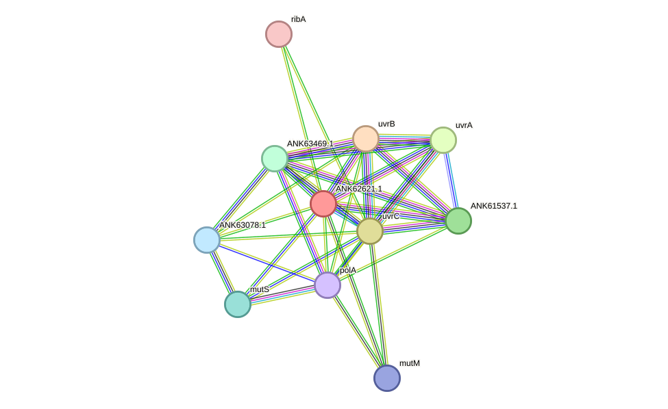 STRING protein interaction network