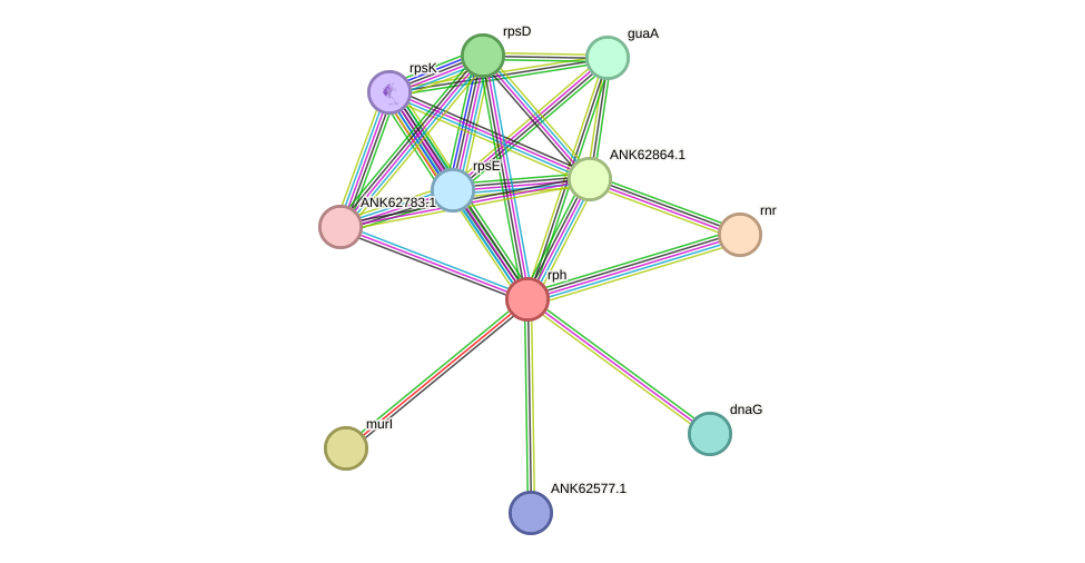 STRING protein interaction network