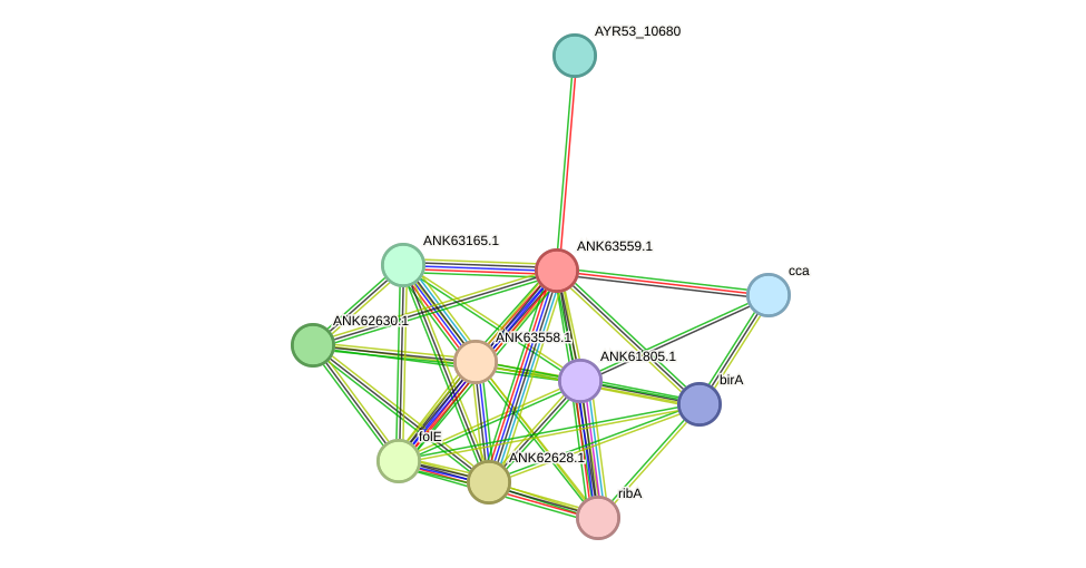 STRING protein interaction network