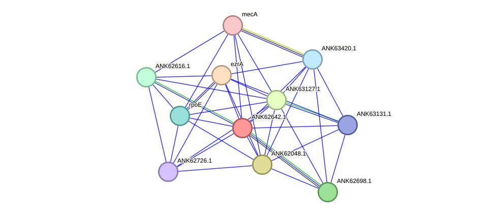 STRING protein interaction network