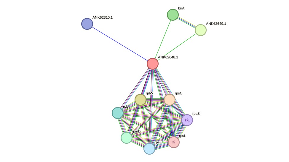 STRING protein interaction network