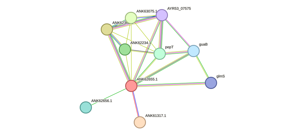 STRING protein interaction network