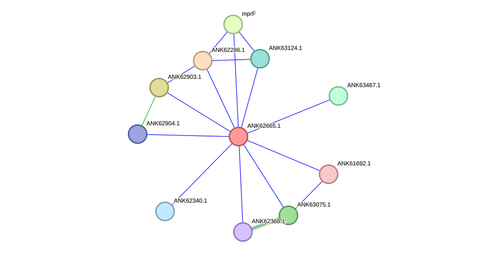 STRING protein interaction network