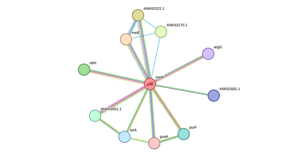 STRING protein interaction network