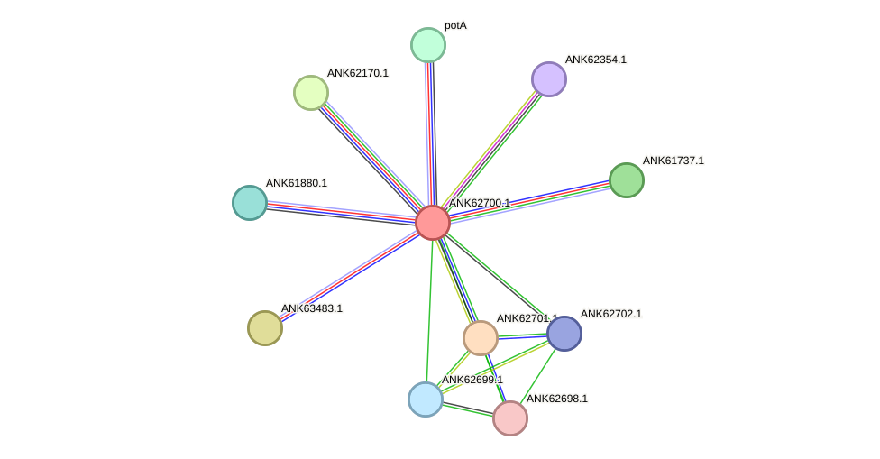 STRING protein interaction network