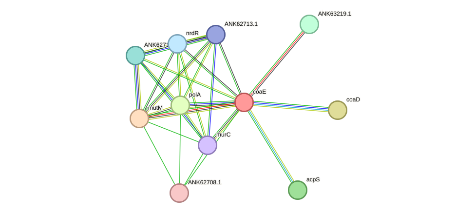 STRING protein interaction network