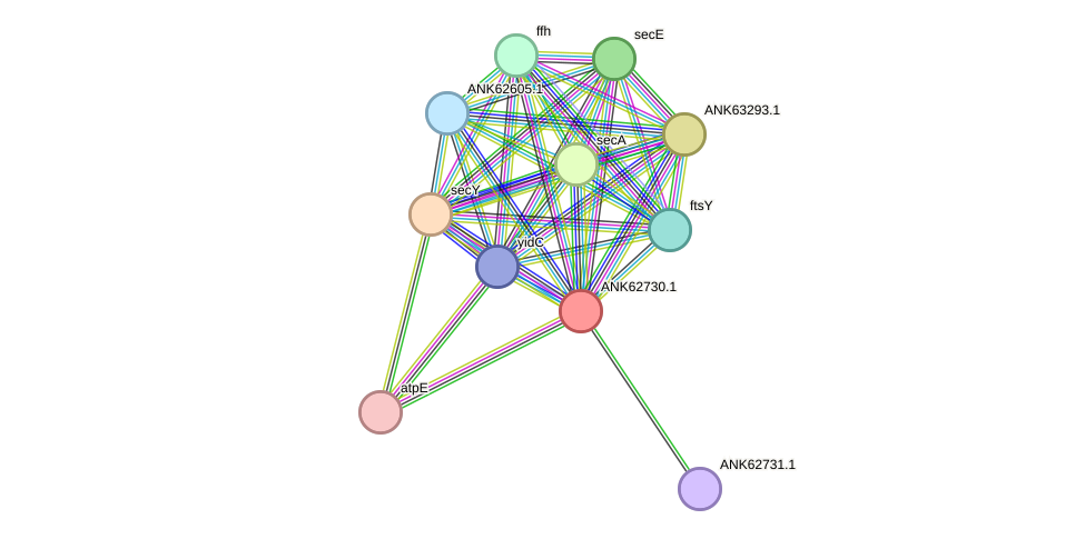 STRING protein interaction network